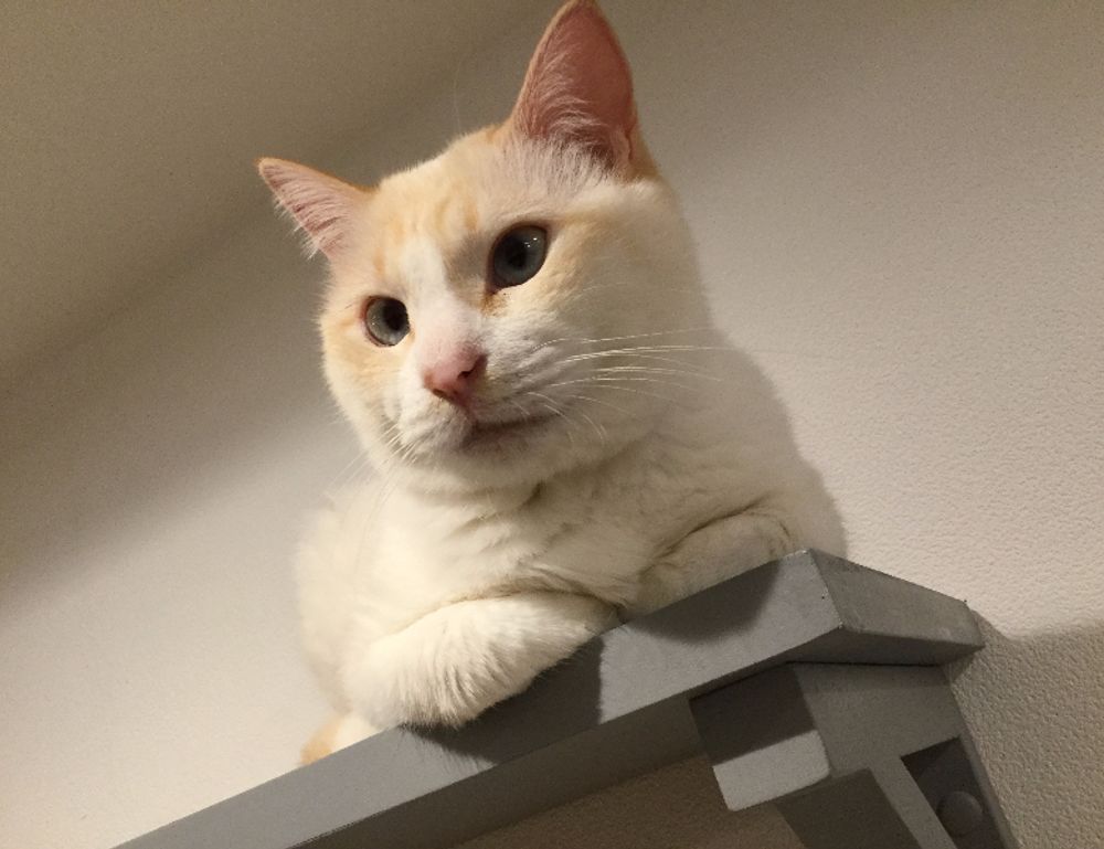 what is logo symbol flpemblemable