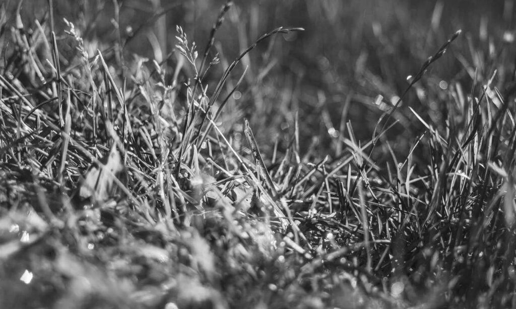 where can i find free logos flpemblemable