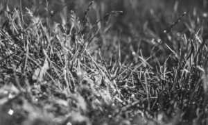 where can i find free logos flpemblemable