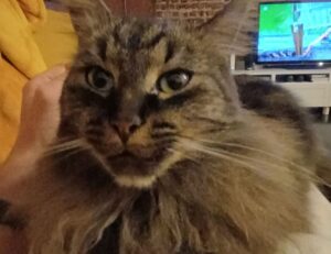 william sonoma gift card check balance