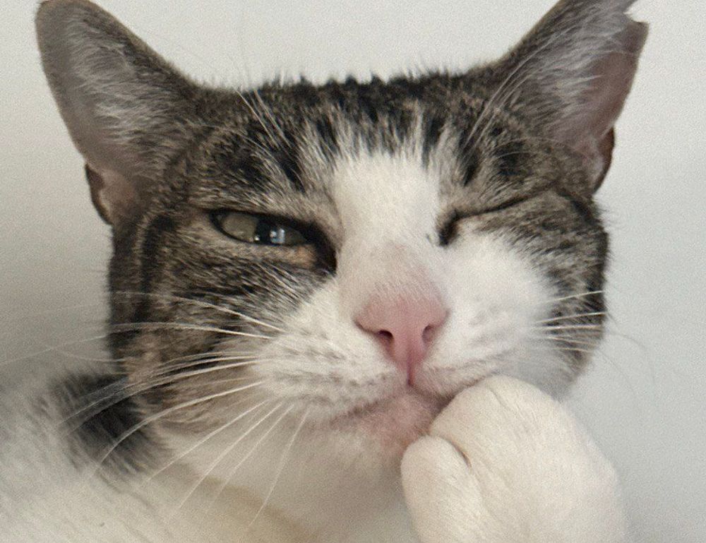 yamaha fs800 vs yamaha fg800 acoustic guitar specs