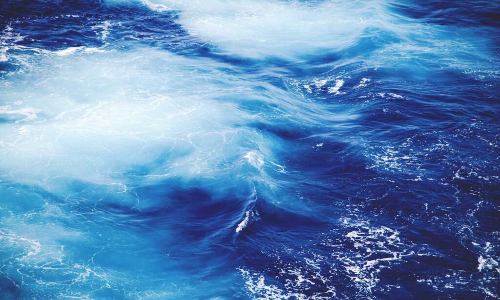 yonke el pulpo en los angeles