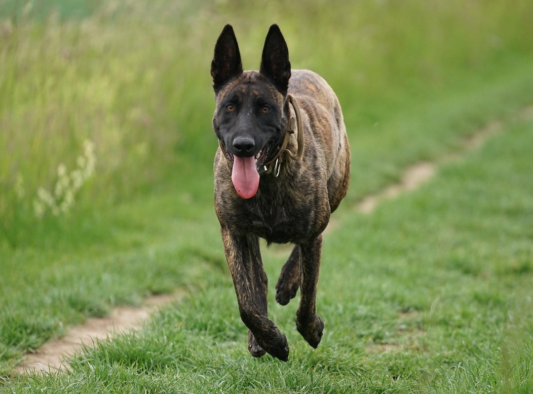 A Quick 3-Step Guide to Renting 'Baby' on Amazon Prime